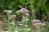 DSC_6053.JPG