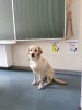 210525-schulhunde3.jpg