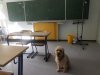 210525-schulhunde2.jpg