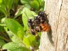 Osmia Doppeldecker.jpg